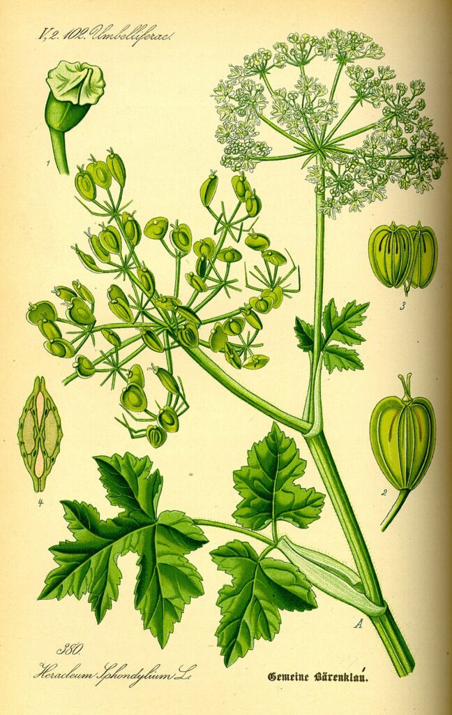Drawing of Heracleum sphondylium, showing its heart-shaped mericarp