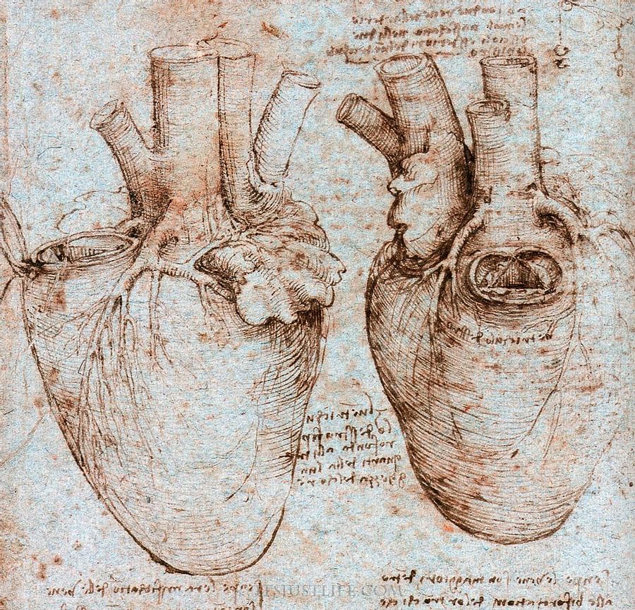 Diagram of heart and vessels by Leonardo Da Vinci